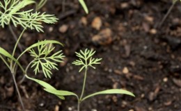 How much dill grows in the open field and how to speed up the process