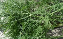 Recommendations for the care and cultivation of dill Kibray: how to protect against pests and correctly harvest