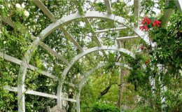 How to make a grape pergola with your own hands