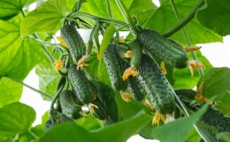 Domestic hybrid of cucumbers 