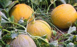 Popular melon