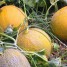Popular melon 