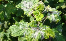Measures to combat powdery mildew on currants, if berries have already appeared in spring
