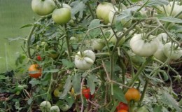 Persistent and not capricious in care, tomato