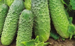An early ripe cucumber that does not require pollination Murashka from domestic breeders