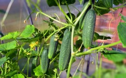 Requirements for the soil for cucumbers in the greenhouse and the rules for its preparation