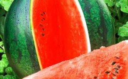 How to keep a watermelon in the cellar until the new year - 7 best ways