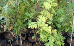 Spring planting guide from A to Z
