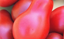 Distinctive characteristics of the fruits of the