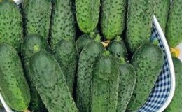 An early hybrid of cucumbers