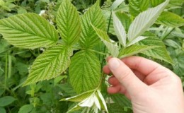 How to properly prepare raspberry leaves for the winter for tea at home