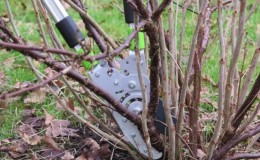 Step-by-step instructions on how to prune currants in the spring to have a good harvest
