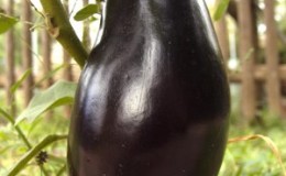 Early maturing and thermophilic eggplant