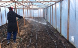 Why cucumbers do not grow in the greenhouse and how to effectively deal with this problem
