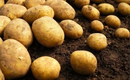 How to check the presence of cadmium in potatoes, and how it is dangerous to humans