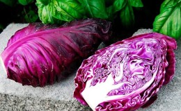 Why is Kalibos cabbage good, how to grow it and where to use it