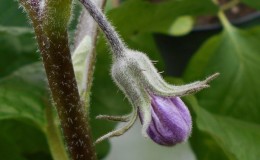 What to do if the flowers of the eggplant in the greenhouse fall and why is this happening?