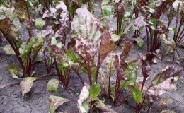 What to do when beet leaves turn yellow and it does not grow?