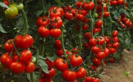 Stable and unpretentious in care, persistent tomato 