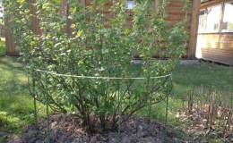 Step-by-step instructions for beginner gardeners: how to tie a gooseberry and form a bush correctly