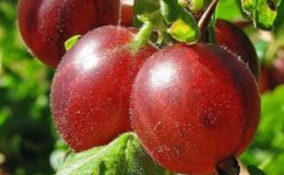 High-yielding gooseberry variety with dark red fruits