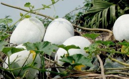 Medicinal properties of wax gourd and features of its cultivation