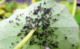Why is black aphid on cucumbers dangerous and how to deal with the pest as efficiently as possible