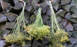 Fields of application of dill umbrellas: for treatment, beauty and preparation of delicious dishes