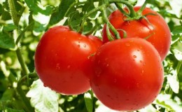 How to achieve high yields from the Red Red tomato