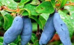 A selection of the best varieties of honeysuckle for central Russia