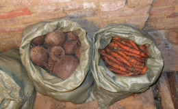 The best ways to store beets: choosing the right one and protecting the crop from spoilage