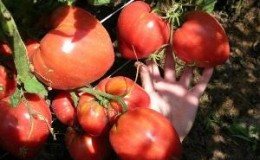 Delicious tomato with huge fruits - the Miracle of the Earth tomato