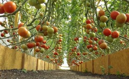 Tall, high-yielding tomatoes for greenhouses: the best varieties and help in choosing the right one for you