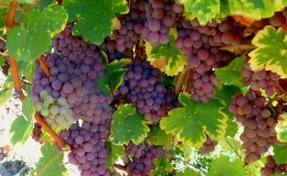 What are technical grape varieties and which are the best
