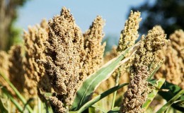 Gaoliang - what is this plant and how is it used