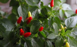 Instructions for growing decorative peppers
