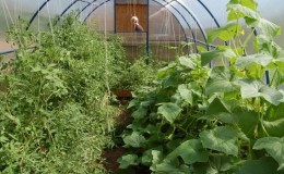 Is it possible to grow cucumbers and tomatoes together in the same polycarbonate greenhouse
