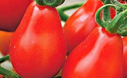 How to grow a red pear tomato on your site: an overview of the variety and secrets of avoiding experienced summer residents