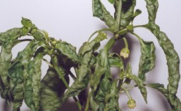 How and what to deal with diseases of pepper seedlings