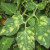 What to do if yellow spots appear on the leaves of tomatoes: we diagnose the cause and effectively fight it
