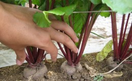 Is it necessary and possible to cut off the leaves of beets during growth: consider the feasibility and learn how to do it