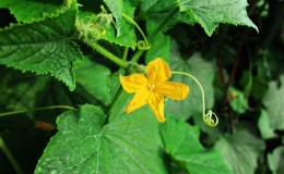 Traditional methods of treatment with pumpkin leaves: how to use them in the fight against diseases