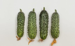 Easy-care early temp cucumber for salads and preservation
