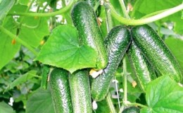 Medium early self-pollinated cucumber 