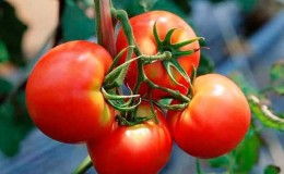 Should I plant a Betta tomato on my plot? Characteristics and photos of the variety, the nuances of growing