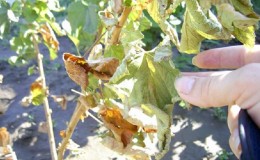 What to do if the gooseberry dries