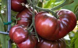 A novelty from breeders that managed to fall in love with gardeners - tomato 