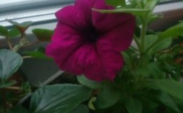 Summer petunia cuttings guide for beginner florists