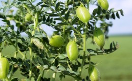 Description and characteristics of chickpeas