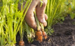 A guide to planting carrots for the winter for beginner gardeners